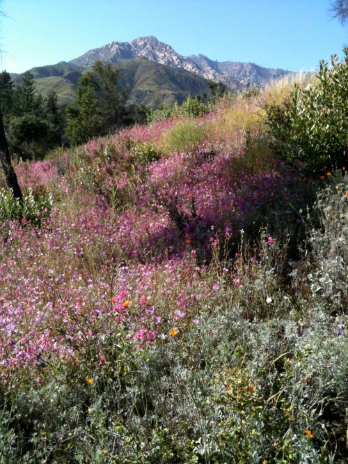 Wildflowers and mountain at the Santa Barbara Botanic Garden
